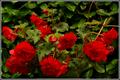 بگونیای غده ای